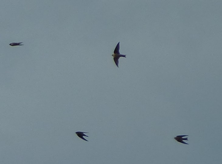 four swallows